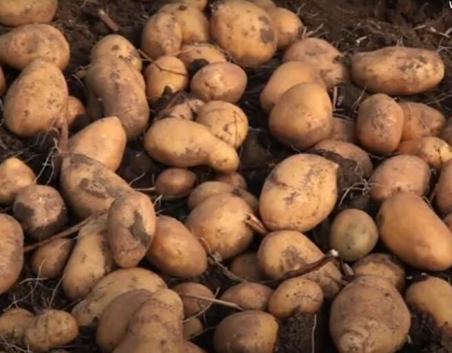 ŽENA KUPILA DŽAK KROMPIRA, PA SE RAZBESNELA KAD GA JE NAČELA! “Pa, mi smo čudo!” – komentari na mrežama pljušte! - featured image