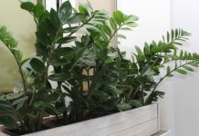 Zamija ne voli mnogo vode, a jedan napitak obožava: Počastite je, a ona će kuću napuniti srećom i parama Zamija ne voli mnogo vode, a jedan napitak obožava: Počastite je, a ona će kuću napuniti srećom i parama - featured image