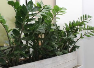 Zamija ne voli mnogo vode, a jedan napitak obožava: Počastite je, a ona će kuću napuniti srećom i parama Zamija ne voli mnogo vode, a jedan napitak obožava: Počastite je, a ona će kuću napuniti srećom i parama - featured image