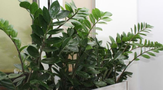 Zamija ne voli mnogo vode, a jedan napitak obožava: Počastite je, a ona će kuću napuniti srećom i parama Zamija ne voli mnogo vode, a jedan napitak obožava: Počastite je, a ona će kuću napuniti srećom i parama - featured image