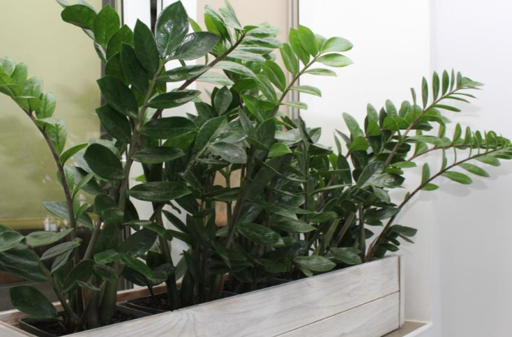 Zamija ne voli mnogo vode, a jedan napitak obožava: Počastite je, a ona će kuću napuniti srećom i parama - featured image Zamija ne voli mnogo vode, a jedan napitak obožava: Počastite je, a ona će kuću napuniti srećom i parama - featured image