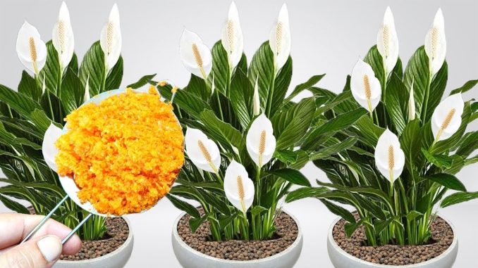 0DMAH JE PR0CVJETALA ! 1 kašičica za svaki kućni cvijet i bujno cvjetanje je zagarantovano!