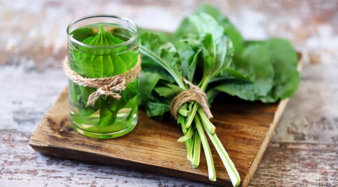 Sirup od bokvice – prirodni lijek za pluća, kašalj i sluz u disajnim putevima