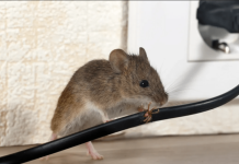 DOMAĆI TRIK DA SE RIJEŠITE MIŠEVA U STANU ILI PODRUMU