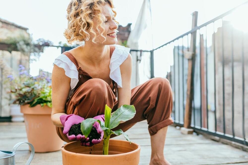 3 super lake sobne biljke za početnike: Oprostiće vam ako zaboravite da ih zalijete, gotovo ih je nemoguće “ubiti” - featured image