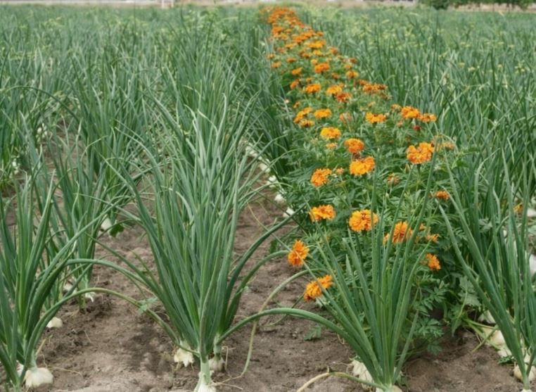 Luka će biti kao u pričI, samo ako ovu biljku posadite pored: niste ni svjesni kako će se urod uduplat! - featured image