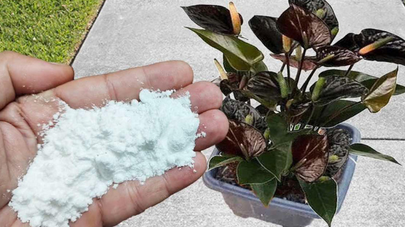 Više ne koristim NIKAKVA drugagnojiva: OVO stavite u saksiju i nećete prepoznati svoje cvijeće! - featured image