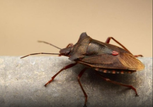 Smrdibube se strašno plaše mirisa ove biljke: Nabavite je i nećete ih više videti u kući - featured image