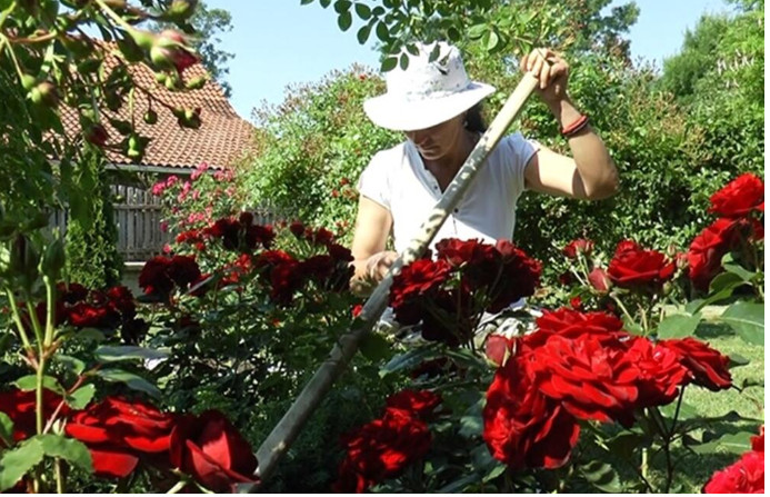 Veruje se da ova biljka donosi smrt: Nikada je ne sadite, a ako je dobijete na poklon – odmah je bacite iz kuće! - featured image