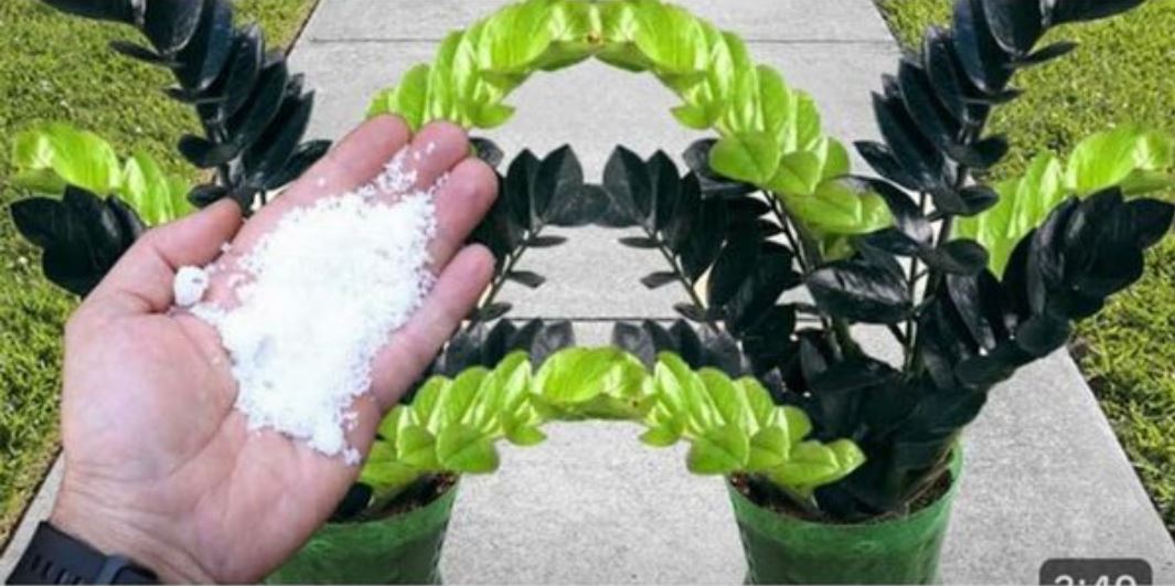 SAMO JEDNA KAŠIKA ČINI DA BILJKA EKSPLODIRA OD RASTA - featured image