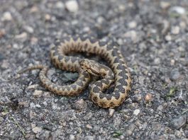 ZMIJE SE SAMO OVOGA KRVNIČKI PLAŠE! Čim to OSETE BEŽE KAO LUDE! Nikada se NEĆE VRATITI, Srbi, SAMO U TOME JE SPAS!