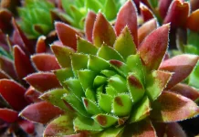 Najbolji prirodni lek od čuvarkuće: Uništava opasnu bakteriju u želucu, sprečava nadimanje