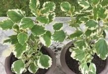 Najotpornija biljka, tera komarce, a celo dvorište na nju miriše: Najkorisniji cvet koji svaka kuća treba da ima