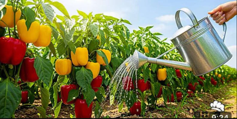 SAMO 1 litar ovog prirodnog djubriva je dovoljan da paprika i paradajz raste kao lud! - featured image