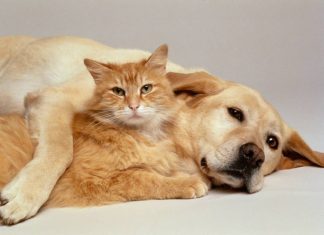 Mačke osjete kad vam dolazi bolest, a psi kad vam dolazi loša osoba: Evo kako životinje skeniraju energiju