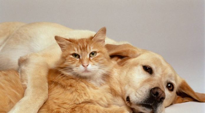 Mačke osjete kad vam dolazi bolest, a psi kad vam dolazi loša osoba: Evo kako životinje skeniraju energiju