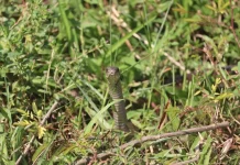 Zmije se jedino ovoga plaše: Samo ga stavite u dvorište i bežaće glavom bez obzira