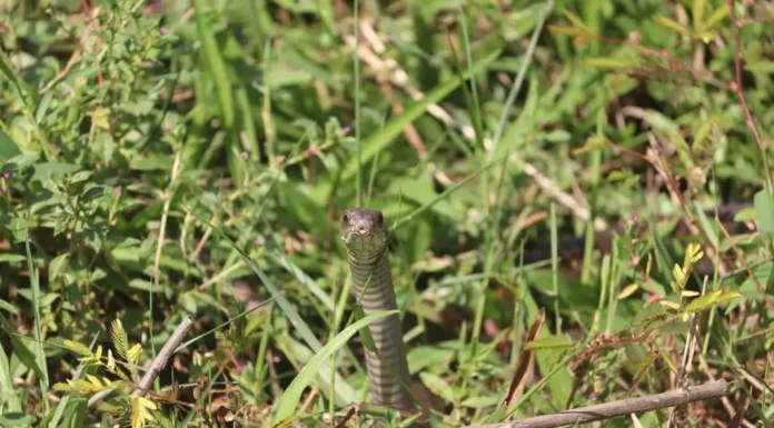 Zmije se jedino ovoga plaše: Samo ga stavite u dvorište i bežaće glavom bez obzira