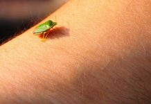 Samo jednu stvar stavite i one bjeze: Smrdibube se strasno plase ove jedne stvari- RIJESITE SVOJ DOM OD OVIH NAPASTI