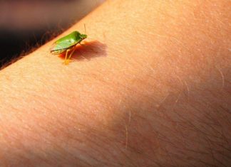 Samo jednu stvar stavite i one bjeze: Smrdibube se strasno plase ove jedne stvari- RIJESITE SVOJ DOM OD OVIH NAPASTI