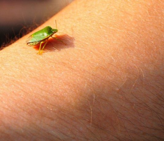 Samo jednu stvar stavite i one bjeze: Smrdibube se strasno plase ove jedne stvari- RIJESITE SVOJ DOM OD OVIH NAPASTI