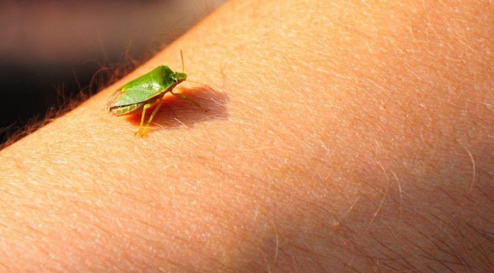 Samo jednu stvar stavite i one bjeze: Smrdibube se strasno plase ove jedne stvari- RIJESITE SVOJ DOM OD OVIH NAPASTI