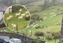 SNIMALA OVCE pa primjetila nešto vrlo čudno: “Nisam mogla vjerovati svojim očima! Kako je to moguće?”