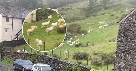 SNIMALA OVCE pa primjetila nešto vrlo čudno: “Nisam mogla vjerovati svojim očima! Kako je to moguće?”