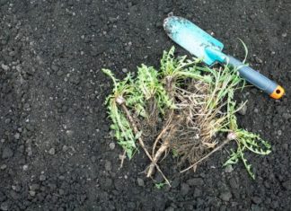 Nema više čupanje korova: Na proljeće samo pospite 1 namirnicu po njemu i biće trajno uništen