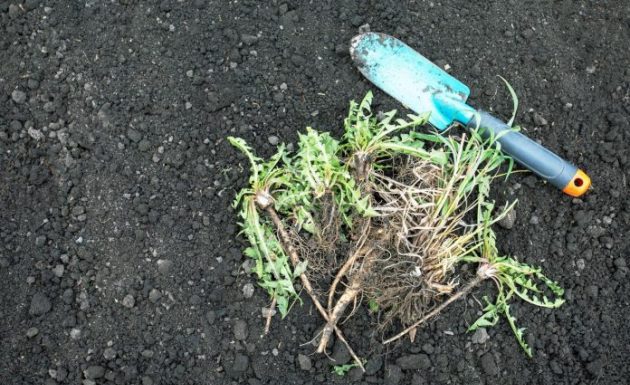 Nema više čupanje korova: Na proljeće samo pospite 1 namirnicu po njemu i biće trajno uništen