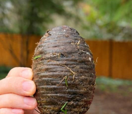 Pronašla sam ovu čudnu stvar u dvorištu sasvim slučajno i bila sam šokirana kad sam saznala što je 🤔