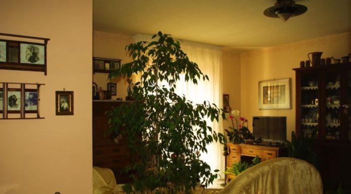 Veruje se da su ovo 10 najopasnijih stvari koje donose nesreću i probleme u kuću: Treba ih odmah baciti