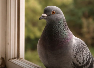 Narodno vjerovanje koje rijetko ko zna: Što znači kada vam ptica sleti na prozor ili pokuca na staklo