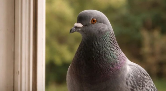 Narodno vjerovanje koje rijetko ko zna: Što znači kada vam ptica sleti na prozor ili pokuca na staklo