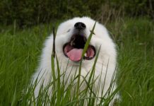 AKO STE MISLILI DA PAS JEDE TRAVU ZBOG PROBLEMA SA STOMAKOM PREVARILI STE SE: EVO šta je prava istina, morate znati