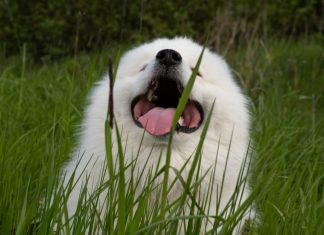 AKO STE MISLILI DA PAS JEDE TRAVU ZBOG PROBLEMA SA STOMAKOM PREVARILI STE SE: EVO šta je prava istina, morate znati