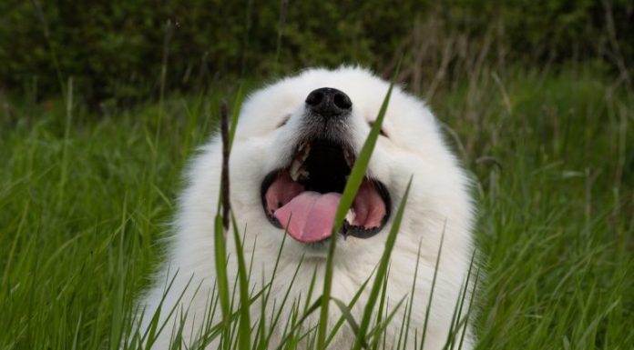 AKO STE MISLILI DA PAS JEDE TRAVU ZBOG PROBLEMA SA STOMAKOM PREVARILI STE SE: EVO šta je prava istina, morate znati