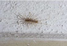 VEĆ SU SVUDA! AKO VIDITE 0VU BUBU NA ZIDU, NI SLUČAJN0 JE NE UBIJAJTE: Jezive su, ali ukazuju na jedan veliki problem koji imate u kući