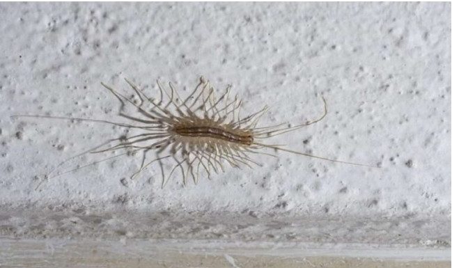 VEĆ SU SVUDA! AKO VIDITE 0VU BUBU NA ZIDU, NI SLUČAJN0 JE NE UBIJAJTE: Jezive su, ali ukazuju na jedan veliki problem koji imate u kući