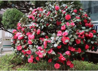 Samo 1 žlica u vodu i sve biljke rastu dvostruko brže