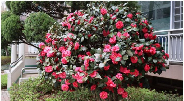 Samo 1 žlica u vodu i sve biljke rastu dvostruko brže