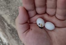 Pronašla sam čudne bijele kuglice u ruksaku svog 15-godišnjeg sina: on kaže da su to samo bomboni, ali mu ne vjerujem 😕