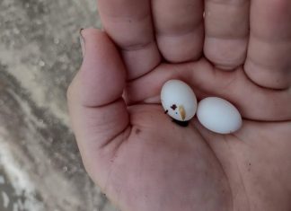 Pronašla sam čudne bijele kuglice u ruksaku svog 15-godišnjeg sina: on kaže da su to samo bomboni, ali mu ne vjerujem 😕