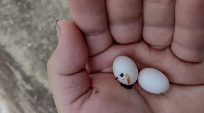 Pronašla sam čudne bijele kuglice u ruksaku svog 15-godišnjeg sina: on kaže da su to samo bomboni, ali mu ne vjerujem 😕