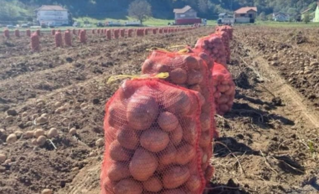 NI SLUČAJNO GA NE JEDITE: Evo kako izgleda krompir pun toksina