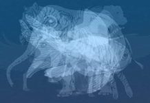 Životinja koju prvu vidite na slici otkrit će do gole kože vaš karakter: Jeste li spremni?