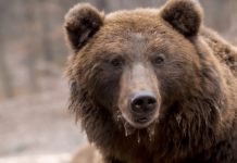 Izvukao sam maleno telo medvedića iz vode, ali ono što mi se dogodilo ubrzo nakon toga bilo je pravo iznenađenje 😱😱