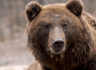 Izvukao sam maleno telo medvedića iz vode, ali ono što mi se dogodilo ubrzo nakon toga bilo je pravo iznenađenje 😱😱