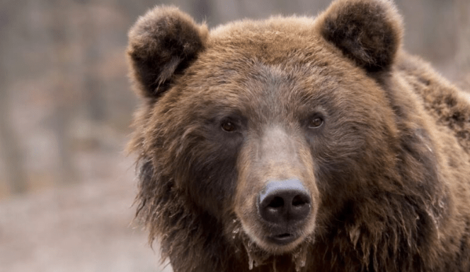 Izvukao sam maleno telo medvedića iz vode, ali ono što mi se dogodilo ubrzo nakon toga bilo je pravo iznenađenje 😱😱