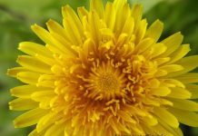 RECEPT ZA DOMAĆI SIRUP OD MASLAČKA: Ljekovita superhrana za koju ne morate izdvojiti ni eura…